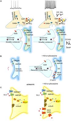 Kainate Receptors: Role in Epilepsy